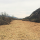 The cleared arundo along a still dry Santa Clara River.